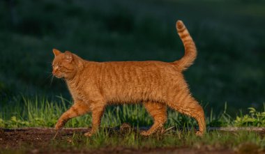 Kızıl saçlı erkek baharda taze bir sabah Bohemya 'da küçük bir köyde