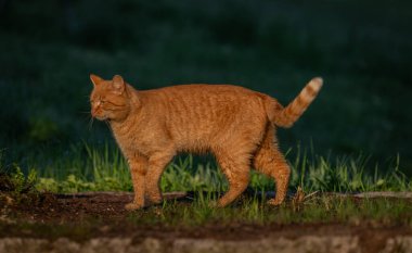 Kızıl saçlı erkek baharda taze bir sabah Bohemya 'da küçük bir köyde