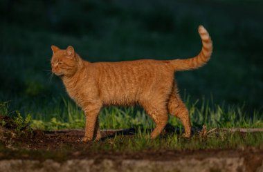 Kızıl saçlı erkek baharda taze bir sabah Bohemya 'da küçük bir köyde