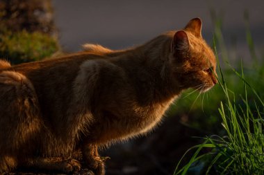 Kızıl saçlı erkek baharda taze bir sabah Bohemya 'da küçük bir köyde