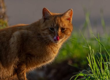 Kızıl saçlı erkek baharda taze bir sabah Bohemya 'da küçük bir köyde
