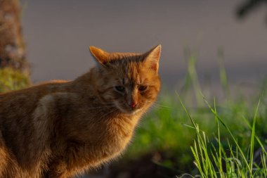 Kızıl saçlı erkek baharda taze bir sabah Bohemya 'da küçük bir köyde