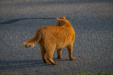 Kızıl saçlı erkek baharda taze bir sabah Bohemya 'da küçük bir köyde