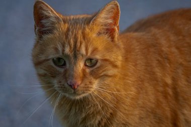 Kızıl saçlı erkek baharda taze bir sabah Bohemya 'da küçük bir köyde