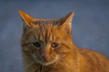 Kızıl saçlı erkek baharda taze bir sabah Bohemya 'da küçük bir köyde