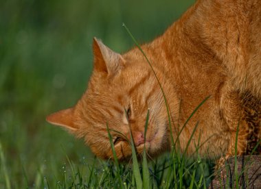Kızıl saçlı erkek baharda taze bir sabah Bohemya 'da küçük bir köyde