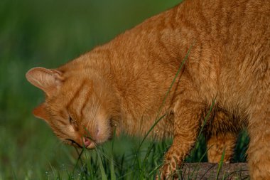 Kızıl saçlı erkek baharda taze bir sabah Bohemya 'da küçük bir köyde