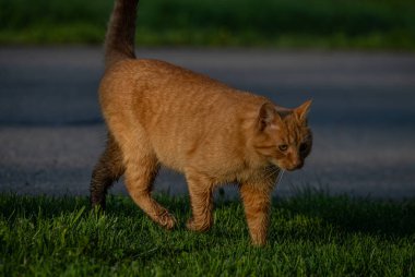 Kızıl saçlı erkek baharda taze bir sabah Bohemya 'da küçük bir köyde
