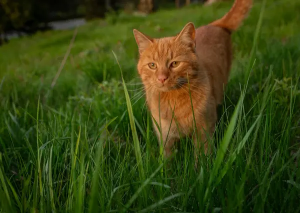 Kızıl saçlı erkek baharda taze bir akşam Bohemya 'nın doğusunda küçük bir köyde
