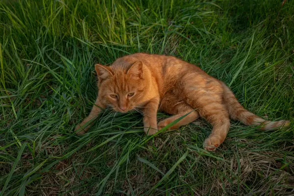 Kızıl saçlı erkek baharda taze bir akşam Bohemya 'nın doğusunda küçük bir köyde