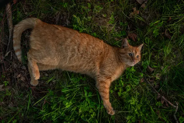 Kızıl saçlı erkek baharda taze bir akşam Bohemya 'nın doğusunda küçük bir köyde