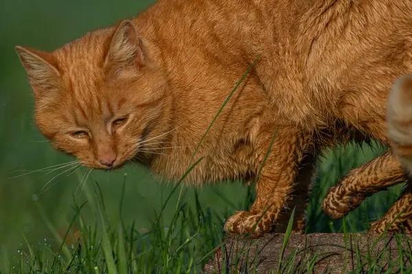 Kızıl saçlı erkek baharda taze bir sabah Bohemya 'da küçük bir köyde