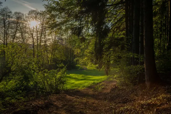 Orlicke dağlarında güneşli bir akşamda yeşil taze ormanlar ve çayırlar ile renk ilkbahar manzarası
