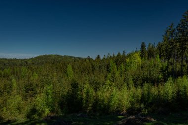Orlicke dağlarının yeşil taze ormanları ve çayırlarıyla renklendirilmiş bahar manzarası