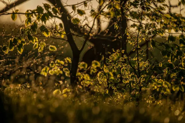 Orlicke dağlarında güneşli bir akşamda yeşil taze ormanlar ve çayırlar ile renk ilkbahar manzarası
