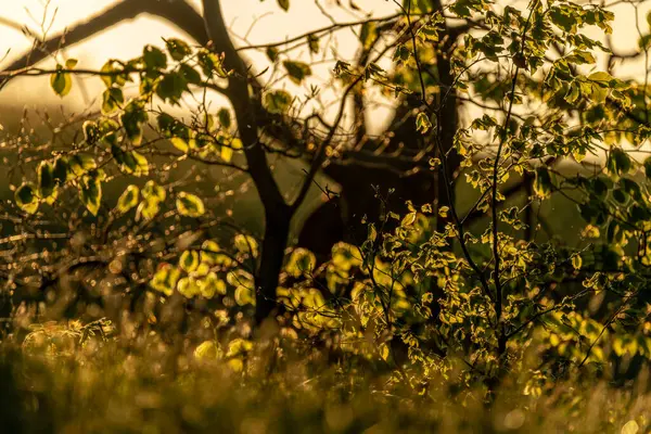 Orlicke dağlarında güneşli bir akşamda yeşil taze ormanlar ve çayırlar ile renk ilkbahar manzarası