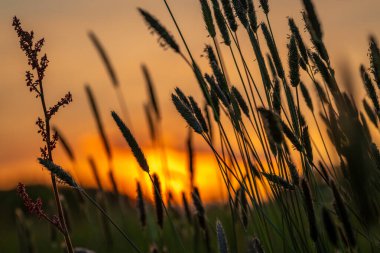 Renkli yeşil bahar taze çayır. Turuncu bulutlu. Dağlarda güzel bir gün batımı.