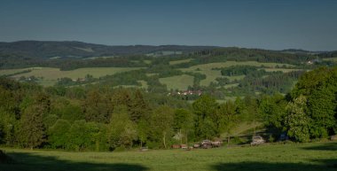 Sumava dağlarındaki yeşil çayırlar ve ormanlarla dolu taze yaz sabahı.