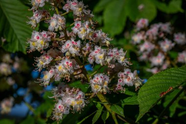 Kestanenin çiçek açması için taze yaz sabahı manzarası mavi cennetli büyük ağaçta.