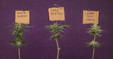 Olgunlaşmış üç çeşit marihuana çiçeği koyu mor bir duvarla çiçek açar.