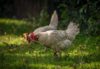 Sıcak güneşli yaz gününde yeşil çimlerde tavuklar