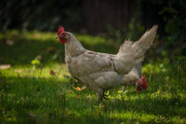 Sıcak güneşli yaz gününde yeşil çimlerde tavuklar
