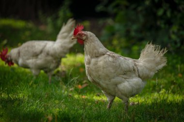 Sıcak güneşli yaz gününde yeşil çimlerde tavuklar
