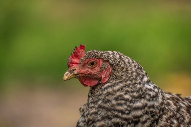 Sıcak güneşli yaz gününde yeşil çimlerde tavuklar