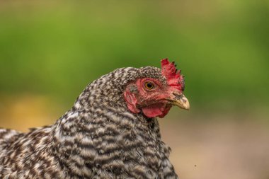 Sıcak güneşli yaz gününde yeşil çimlerde tavuklar