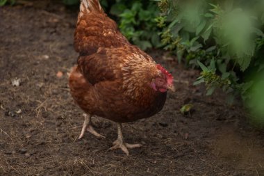 Sıcak güneşli yaz gününde yeşil çimlerde tavuklar