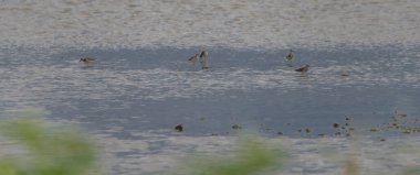 Limosa Lapponica kuşu Güney Bohemya yaz aylarında tatlı su havuzunda