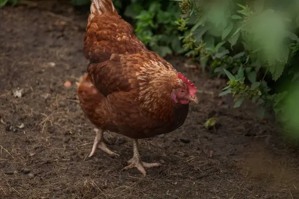 Sıcak güneşli yaz gününde yeşil çimlerde tavuklar