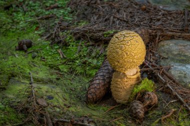 Dağlarda taze yaz yeşil ormanlarında zehirli zehirli mantar