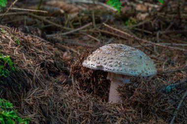 Dağlarda taze yaz yeşil ormanlarında zehirli zehirli mantar