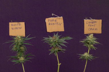 Olgunlaşmış üç çeşit marihuana çiçeği koyu mor bir duvarla çiçek açar.