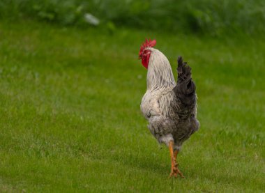 Tavuklar ve horoz yeşil çimlerde Sıcak güneşli yaz gününde