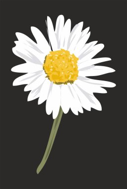 Beyaz aster bir siyah arka plan üzerine izole