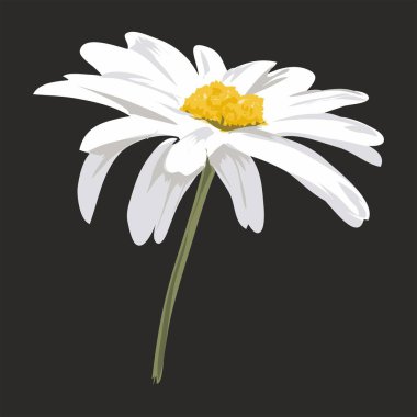 Beyaz aster bir siyah arka plan üzerine izole