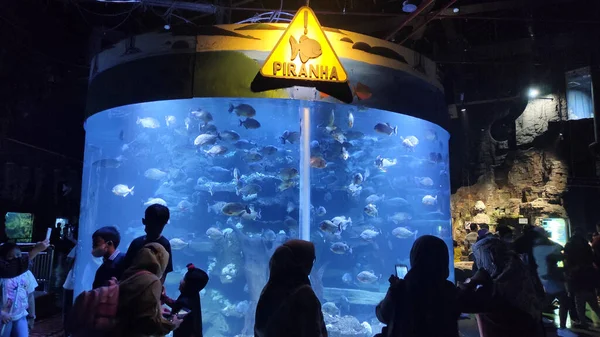 Jakarta Indonesien Juli 2022 Besucher Beobachten Fische Einem Großen Aquarium — Stockfoto