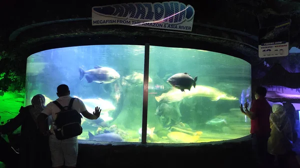 Jakarta Indonesien Juli 2022 Besucher Beobachten Fische Einem Großen Aquarium — Stockfoto