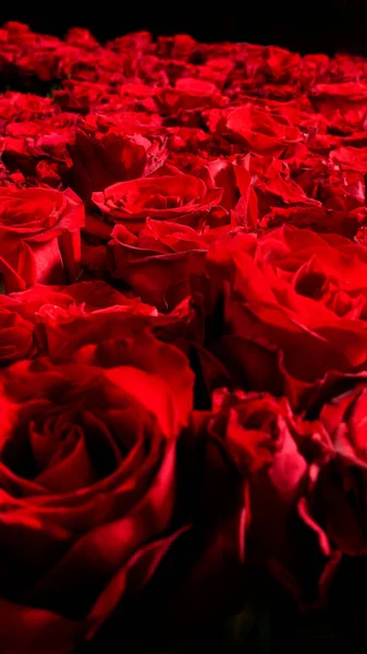 Imagem Belas Rosas Vermelhas Dispostas — Fotografia de Stock