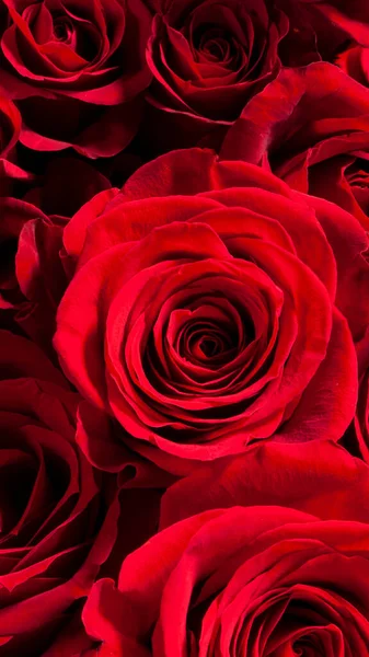 Imagem Uma Grande Rosa Vermelha Bonita — Fotografia de Stock