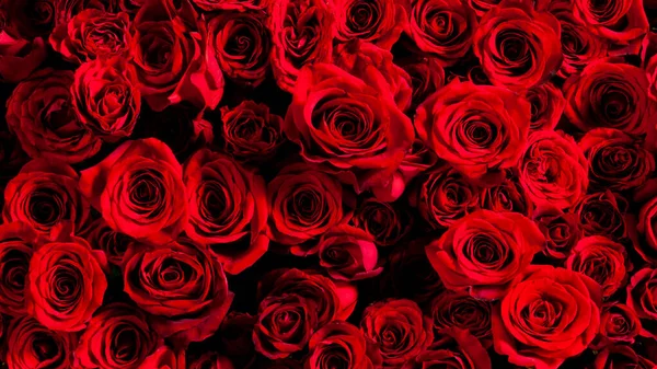 Bild Von Schönen Roten Rosen Aufgebahrt — Stockfoto
