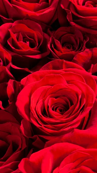 Imagem Uma Grande Rosa Vermelha Bonita — Fotografia de Stock
