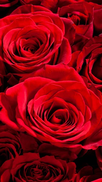 ปภาพของดอกก หลาบส แดงท สวยงาม — ภาพถ่ายสต็อก