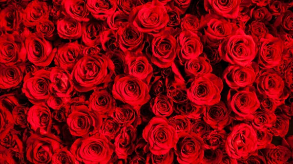 Зображення Красивих Червоних Троянд Викладених — стокове фото