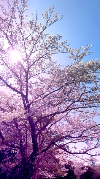 Kirschbaum Sonne Und Blauer Himmel — Stockfoto
