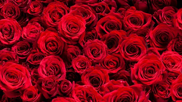 美丽的红玫瑰绽放的画面 免版税图库照片
