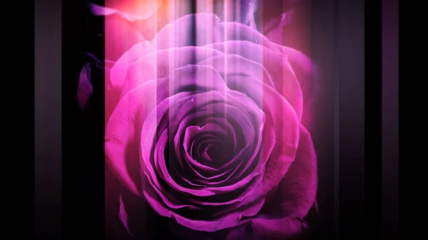 An image of a rose and a vertical line that moves left and right
