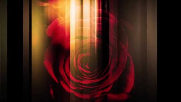 Зображення Троянди Вертикальної Лінії Яка Рухається Вліво Вправо — стокове відео